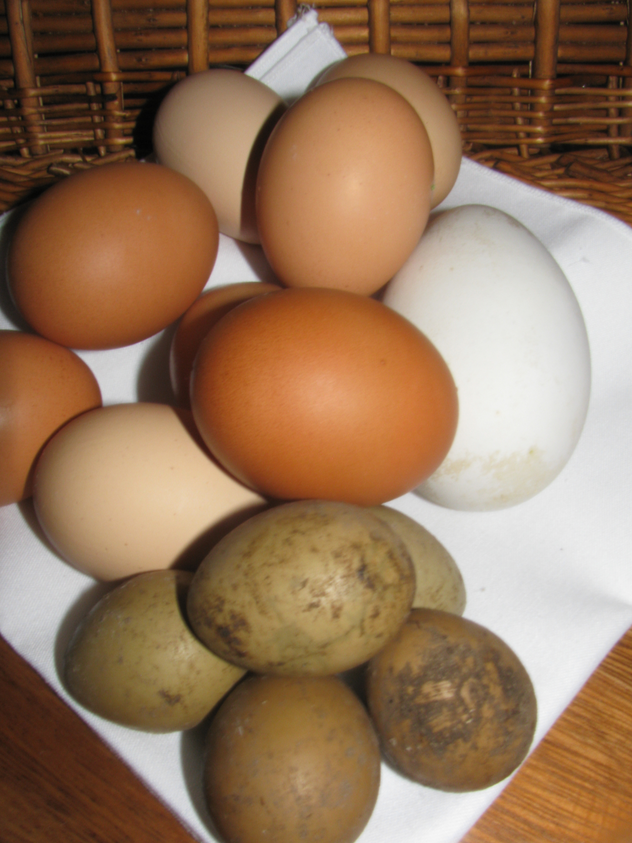 basket-of-eggs-2
