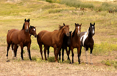 A gang of curious local horses